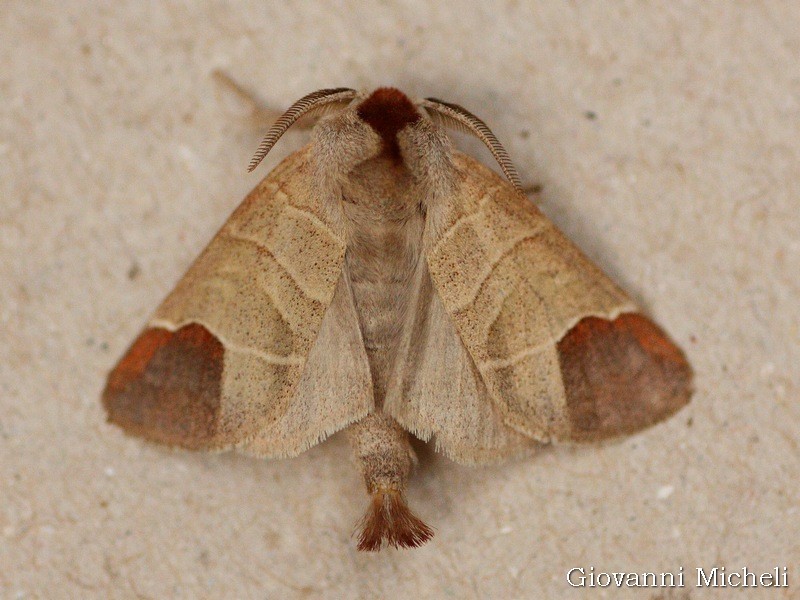 Notodontidae: Clostera curtula